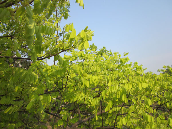 /DJGIMG/Upload/201503232128257Ul6Lu.jpg